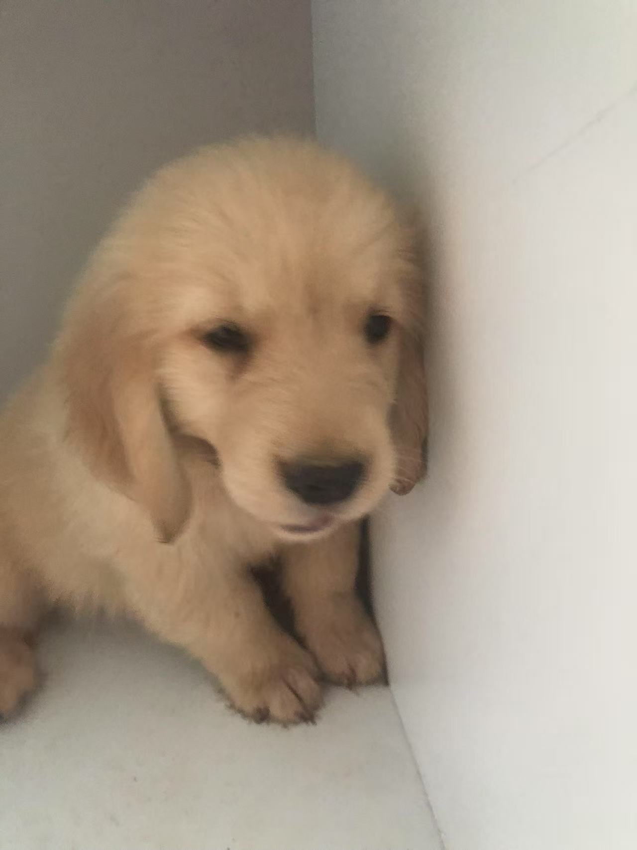 双血统金毛幼犬，要证书芯片费用单算
